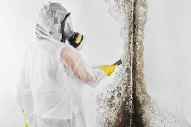 Best Toxic Mold Removal  in Clay City, IN