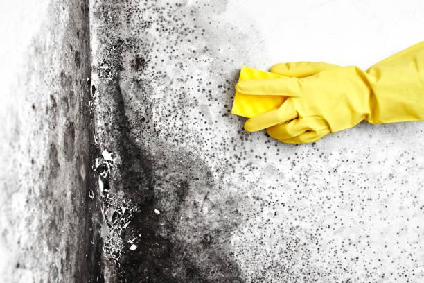 Best Professional Mold Removal  in Clay City, IN