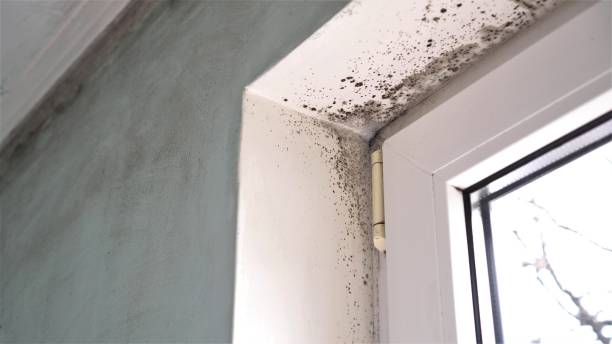 Best Commercial Mold Removal  in Clay City, IN