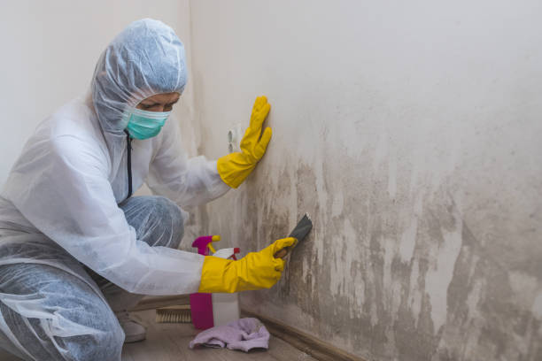 Best Attic Mold Removal  in Clay City, IN