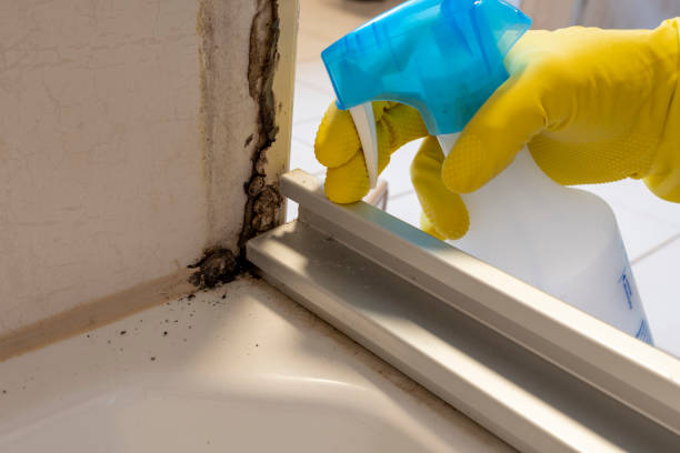 Best Office Mold Removal Services  in Clay City, IN