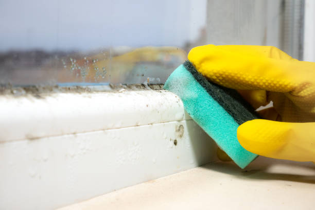 Best Mold Damage Repair  in Clay City, IN