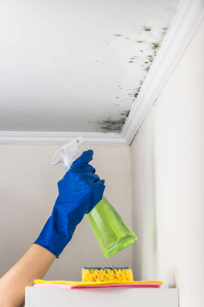 Best Residential Mold Removal  in Clay City, IN